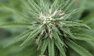 El Gobierno aprobó la inscripción de una semilla de una nueva variedad de cannabis en Argentina